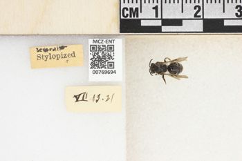 Media type: image;   Entomology 769694 Aspect: Labels